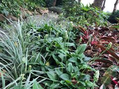-广西壮族自治区药用植物园