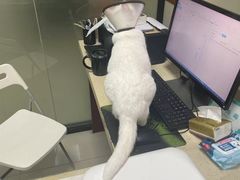 -艾贝尔宠物诊疗