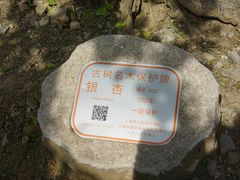 -上海佘山国家森林公园天马山园