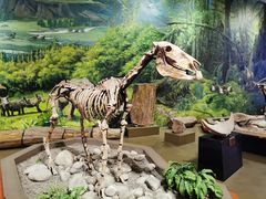 -陕西自然博物馆