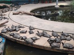 -广州长隆飞鸟乐园