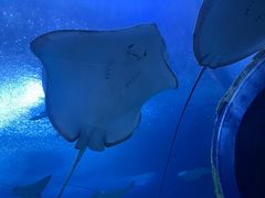 -珠海长隆海洋王国