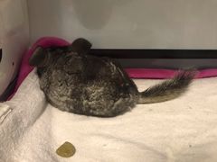 -菲尔斯特宠物医院