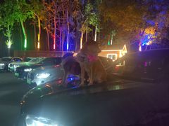 -枫花园汽车电影院(朝阳公园店)