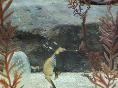 -上海海洋水族馆