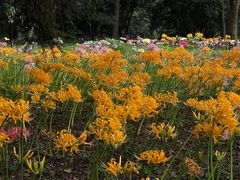 -杭州植物园