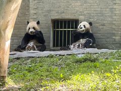 -都江堰中华大熊猫苑
