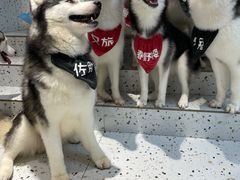 -Husky Go!哈士奇体验馆·宠物咖啡厅狗咖