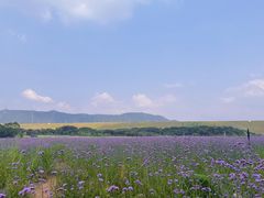 -光明小镇欢乐田园
