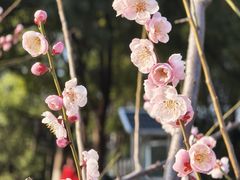 -莘庄梅园