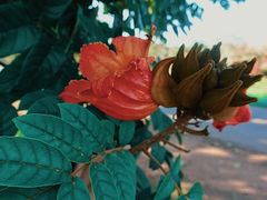 -中国科学院西双版纳热带植物园
