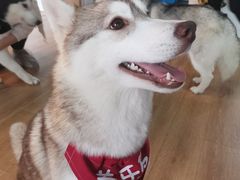 -Husky Go! 哈士奇体验馆·宠物咖啡厅狗咖