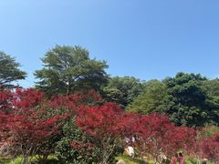 -广州市帽峰山景区