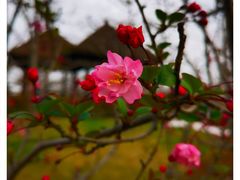 -顾村公园