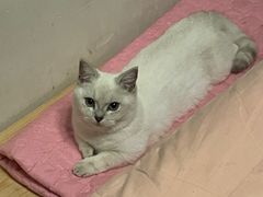 -猫猫幼稚园·撸猫·桌游·电玩
