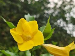 -广州白江湖森林公园