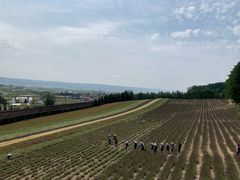-富田农场
