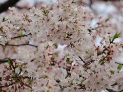 -西北湖绿化广场