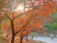 -北京西山国家森林公园