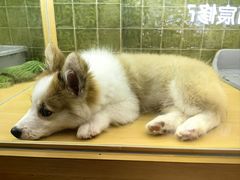 -首开·龙湖成都西宸天街