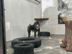 -西安秦岭野生动物园