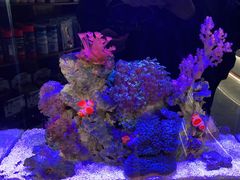 -1013 PET SHOP精品宠物商店(丁香店)