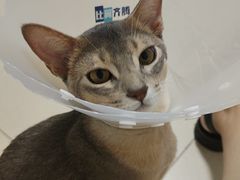 -北京观赏动物医院·24小时大型综合·猫专科·异宠专科