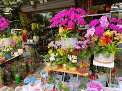 -溪岸路花鸟市场