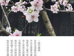 -拙政园