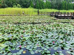 -溱湖国家湿地公园