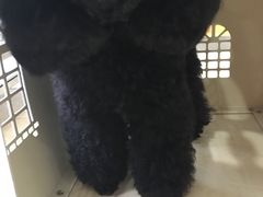 -瑞鹏宠物医院·骨科·猫科·内科(第一中心)