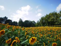 -长白岛森林公园