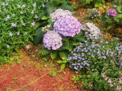 -东莞植物园