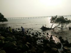 -宝安西湾红树林湿地公园