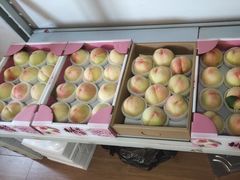 -南汇新场正宗水蜜桃采摘