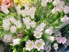 -循礼门鲜花花市(武汉循礼门店)