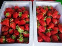 -武汉世外桃源农庄