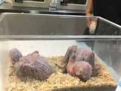 -新加坡飞禽公园