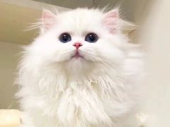 -欣宠猫屋·矮脚拿破仑·蓝金金渐层