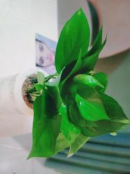 点击看大图 -苑苑vbeauty科技美容SPA