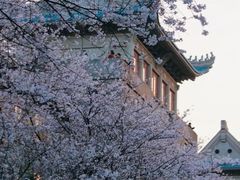 -武汉大学-樱园