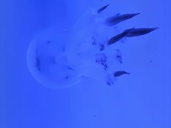 -泉城欧乐堡海洋极地世界