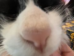 -平行世界·猫咖(首经贸店)