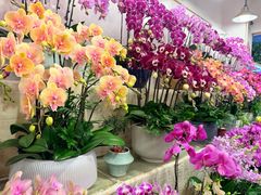 -双季花艺园艺市场(浦东店)