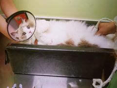 -瑞鹏宠物医院犬猫全科(真大分院)