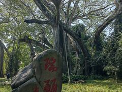 -瑞丽独树成林风景区