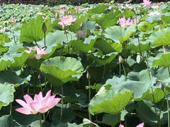 -荔湾湖公园