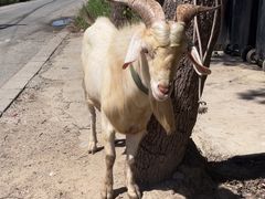 -马陆小张葡萄园农家乐