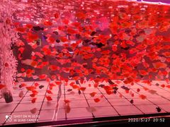 -中环花鸟鱼虫市场