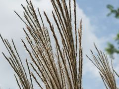 -府河摄影公园
